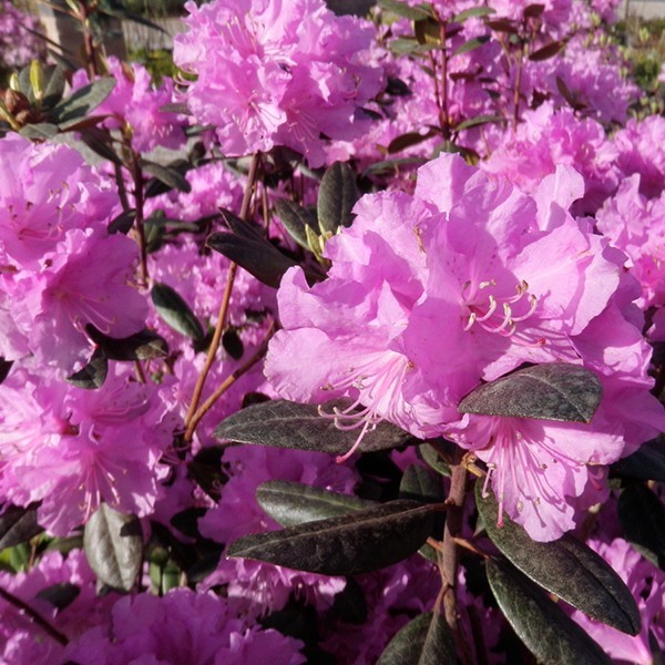 P.J.M. Rhododendron image