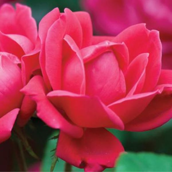 Red Double Knock Out Rose Shrub image