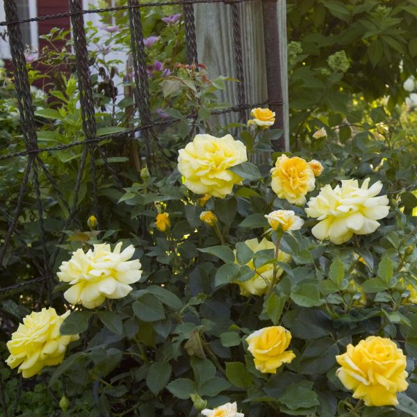 Easy Elegance High Voltage Rose image