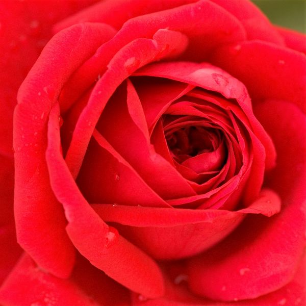 Easy Elegance Kashmir Rose image