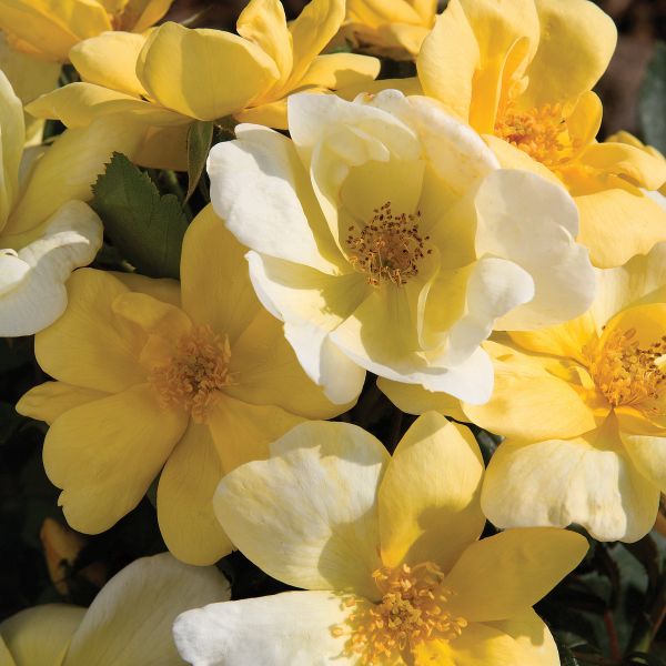 Sunny Knock Out Rose image