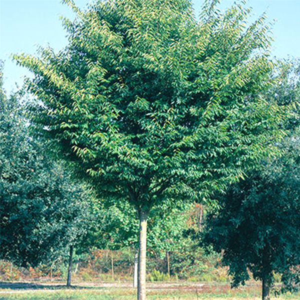 Green Vase Zelkova image