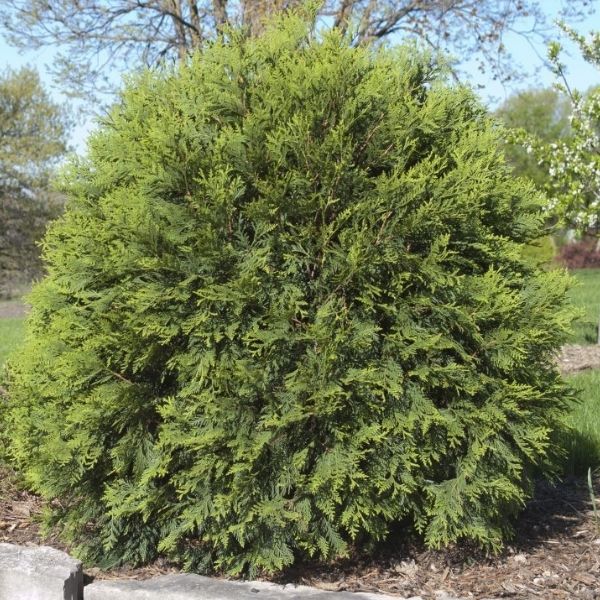 First Editions Technito Globe Arborvitae image