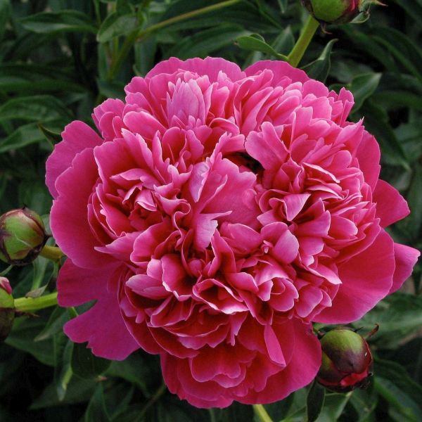 Kansas Peony image