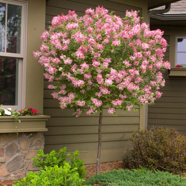 Tinkerbelle Lilac Tree image