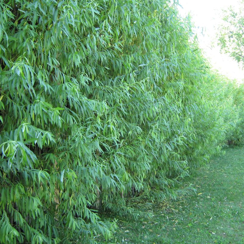 ENH-734/ST576: Salix babylonica: Weeping Willow