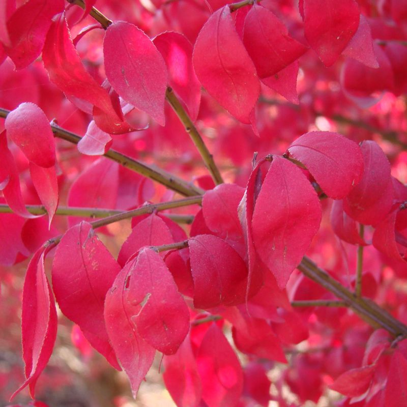 Compacta Burning Bush image