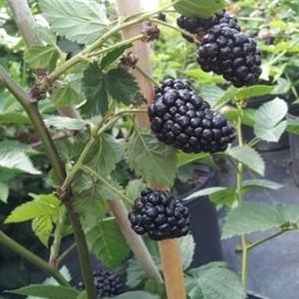 Arapaho Thornless Blackberry image
