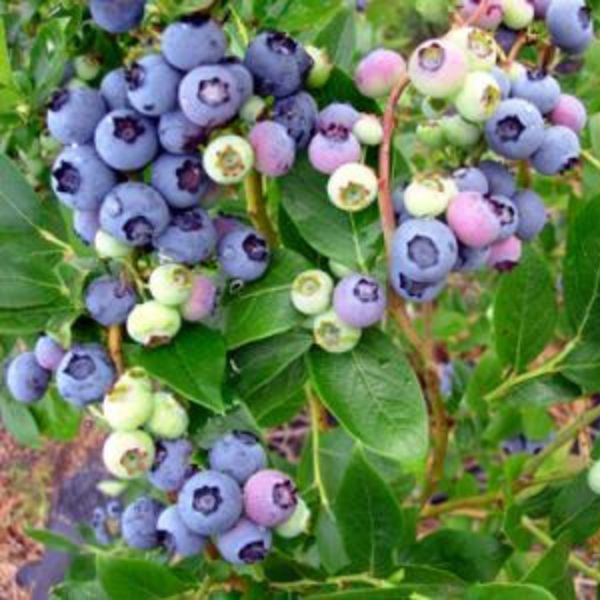 Duke Blueberry image