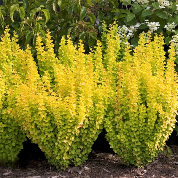 Sunjoy Gold Pillar Barberry image