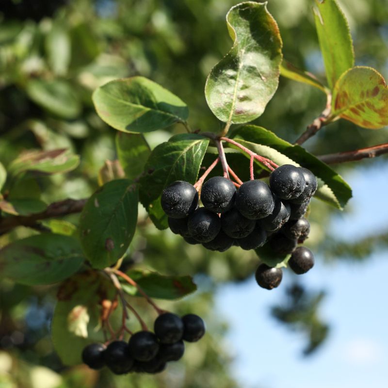 Black Chokeberry image
