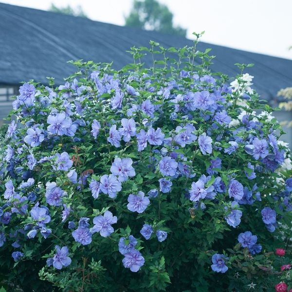 Blue Chiffon Rose of Sharon image