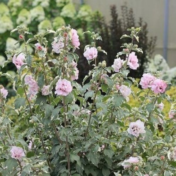 Sugar Tip Rose of Sharon image