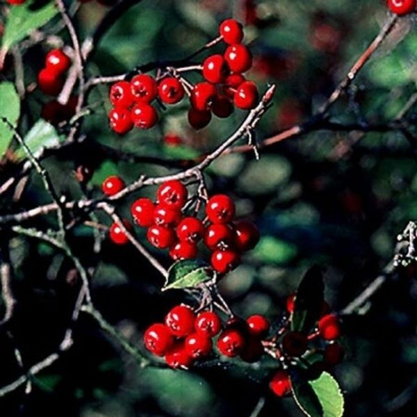 Red Chokeberry image