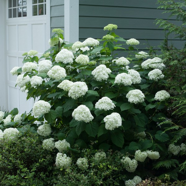 Incrediball Hydrangea image