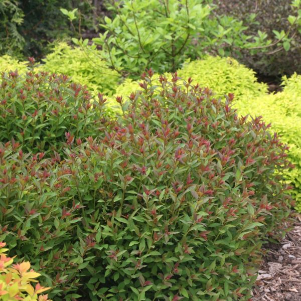 Double Play Artisan Spirea image