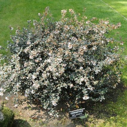 Delavay Osmanthus image