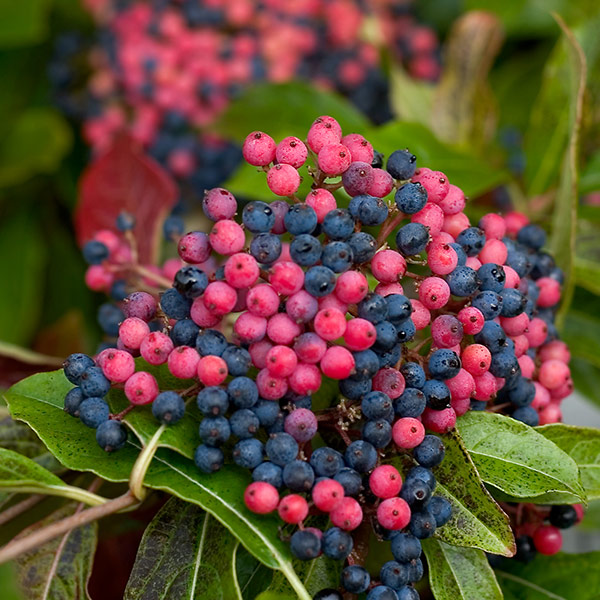 Brandywine Viburnum image