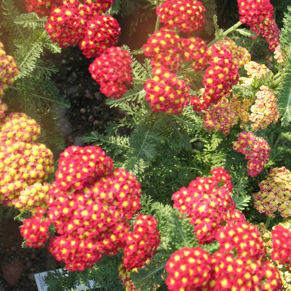 Strawberry Seduction Yarrow image