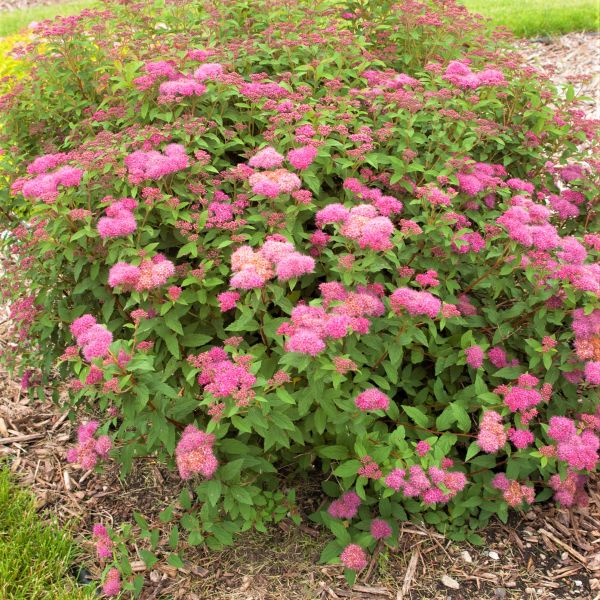 Superstar Spirea image