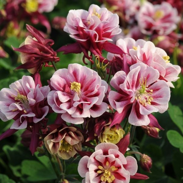 Winky Double Red & White Columbine image