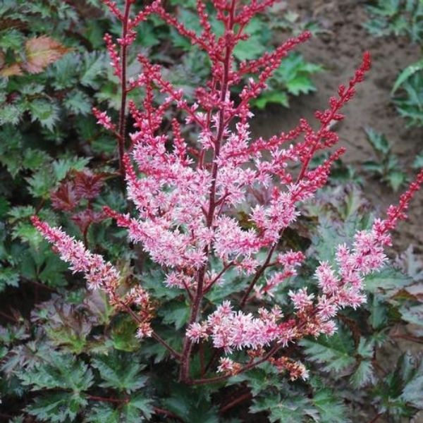 Delft Lace Astilbe image