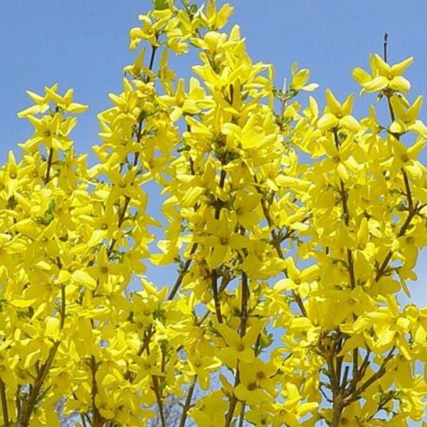 Lynwood Gold Forsythia image
