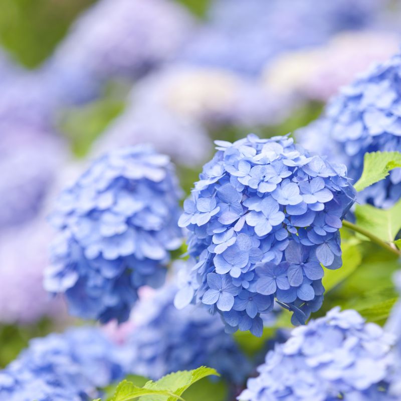 Hydrangea 'Nikko Blue' image