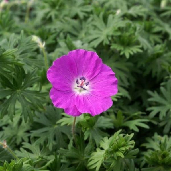 New Hampshire Purple Geranium image