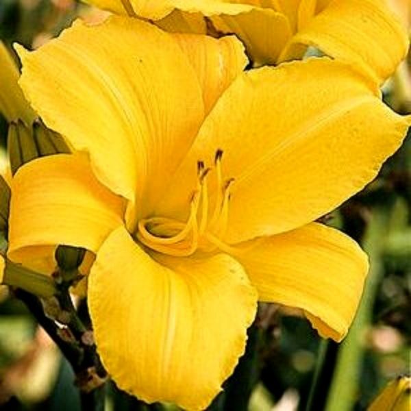 Buttered Popcorn Daylily image