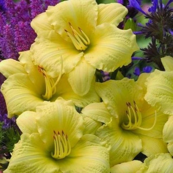 Going Bananas Daylily image