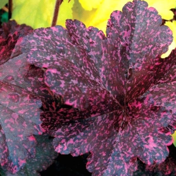 Midnight Rose Coral Bells image