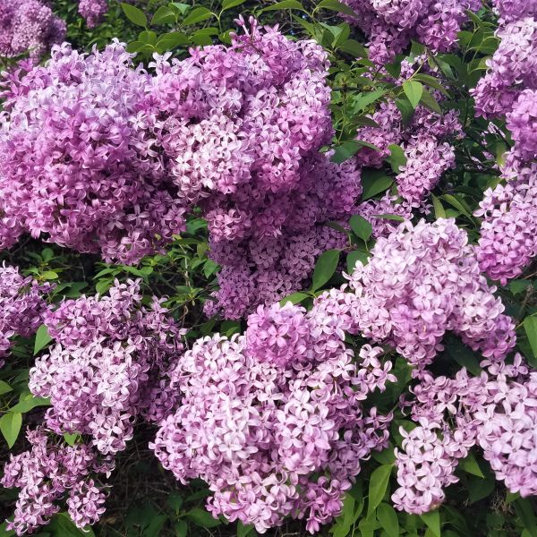 Persian Lilac image