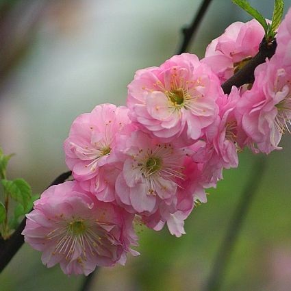 Pink Flowering Almond image