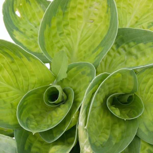 Rainforest Sunrise Hosta image