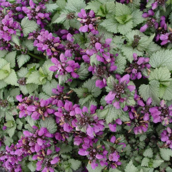 Ghost Lamium image