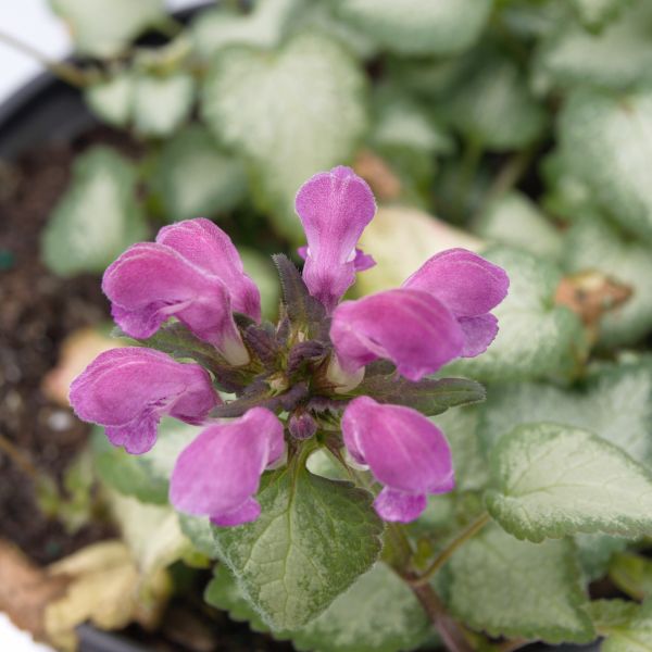 Lamium Purple Dragon image