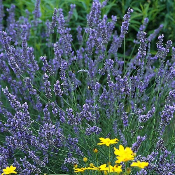 Grosso Lavender image