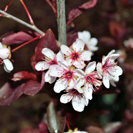 Purpleleaf Sand Cherry image