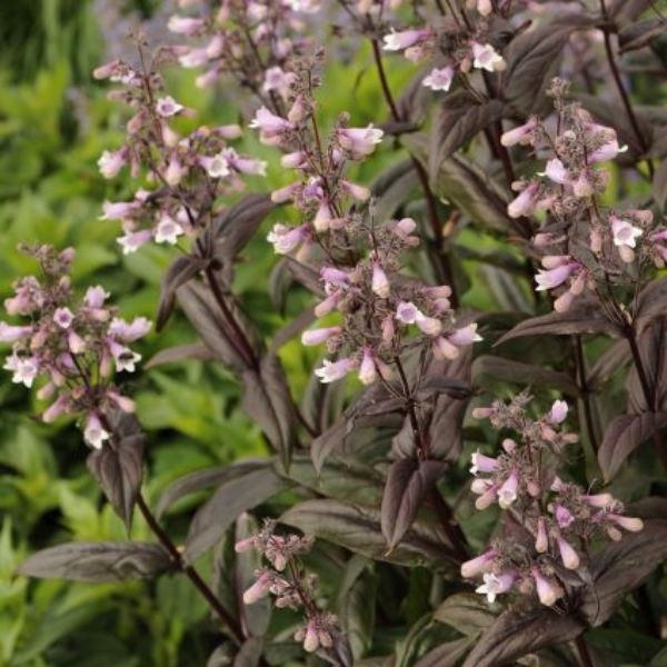 Dark Towers Penstemon image