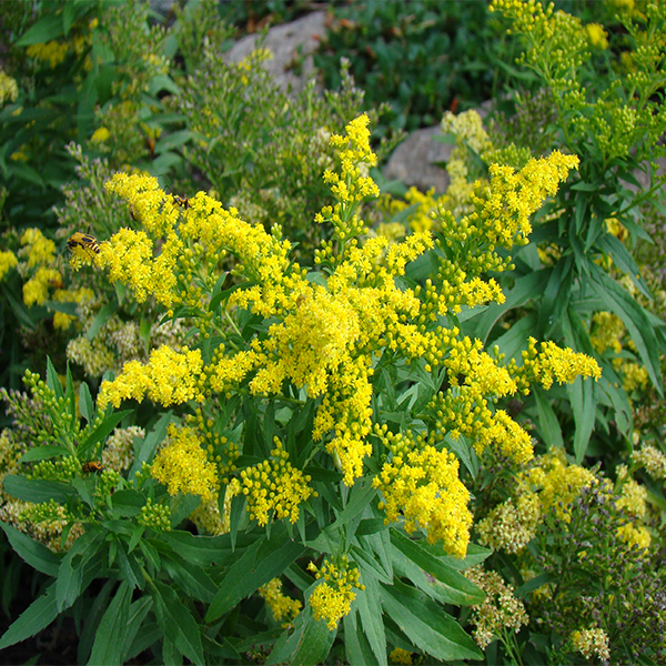Dwarf Little Lemon Goldenrod image