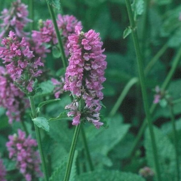 Hummelo Lambs Ear image