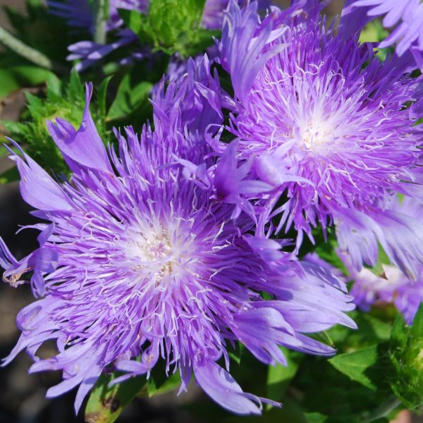 Peachies Pick Stokes Aster image