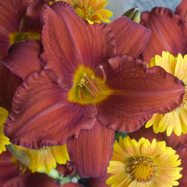 Chicago Apache Daylily image