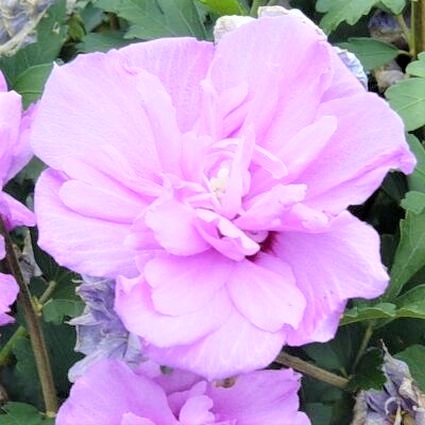 Ardens Rose of Sharon image