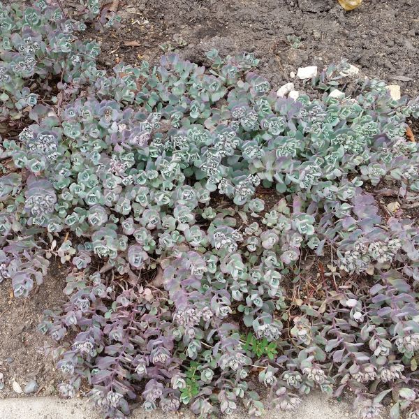 Cauticola Sedum image