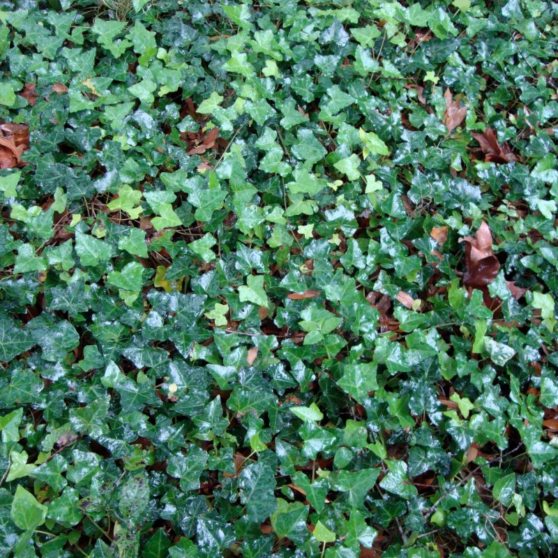 Thorndale English Ivy image