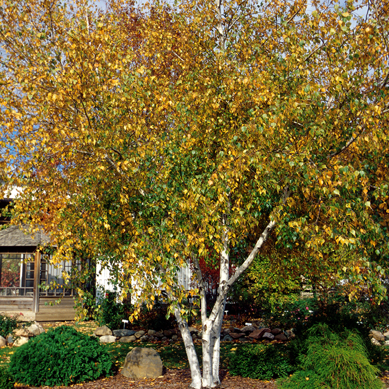Whitespire Birch image