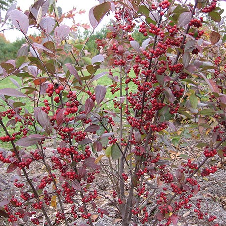 Upright Red Chokeberry image