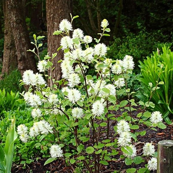 Mount Airy Fothergilla image